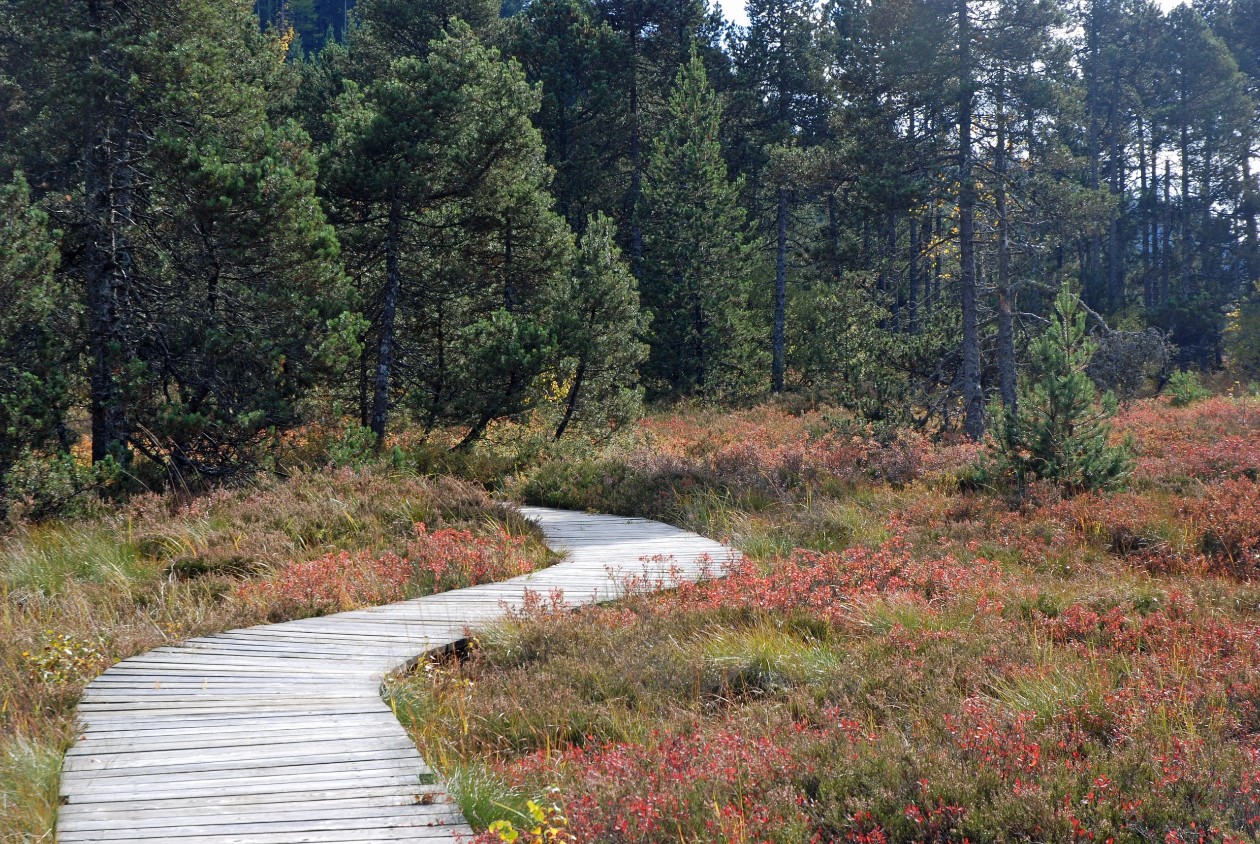 Rando pédestre - Tourbière de Prénovel & belvédère Sur le fort.