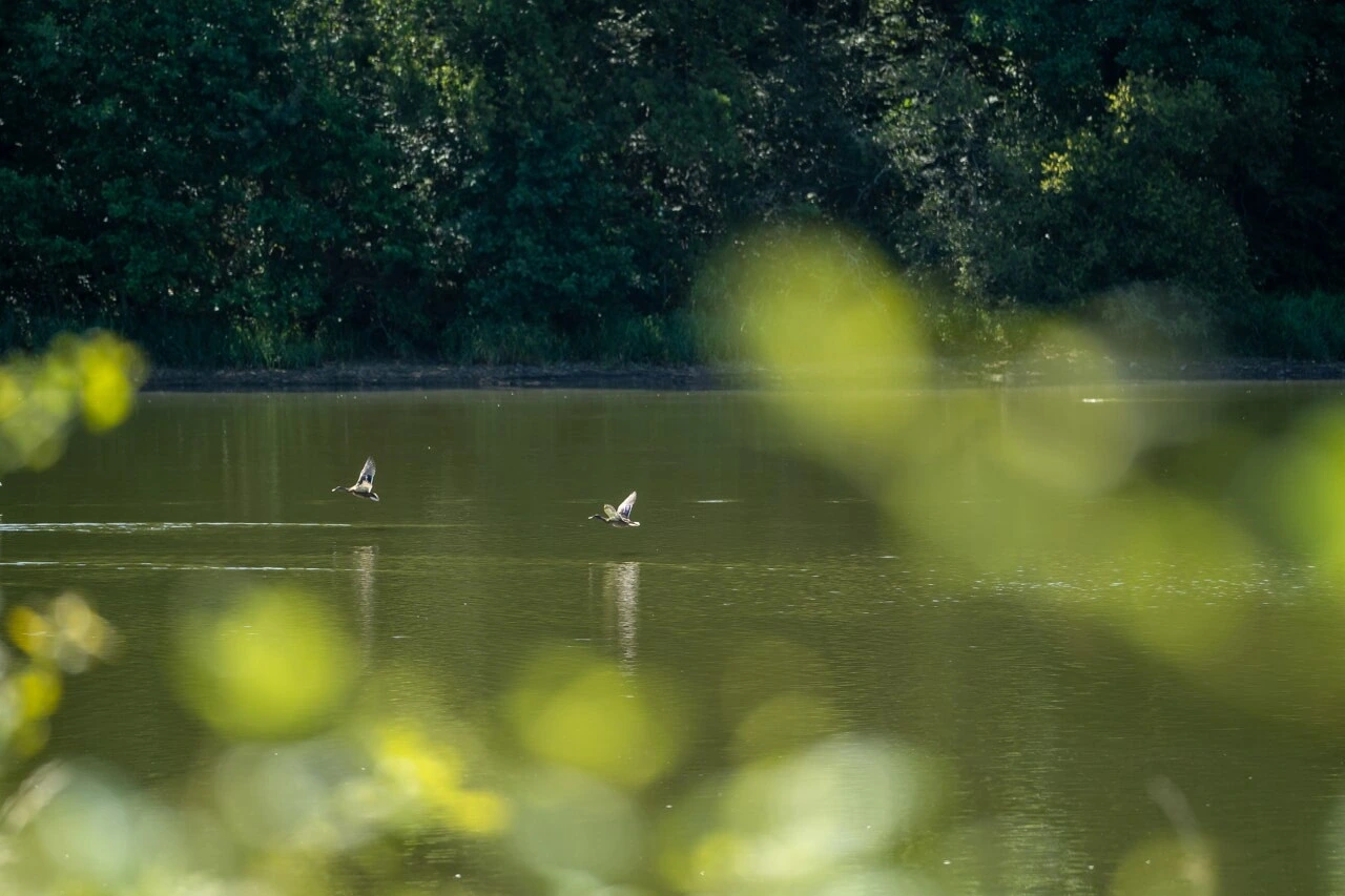 Observation des oiseaux d'eau à l'étang de la Pouge