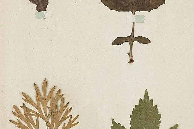 Réaliser son herbier - Atelier famille
