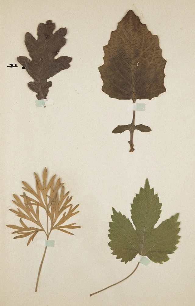 Réaliser son herbier - Atelier famille