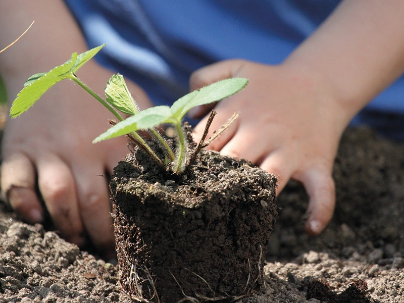Boutures faciles Permaculture Syntropie