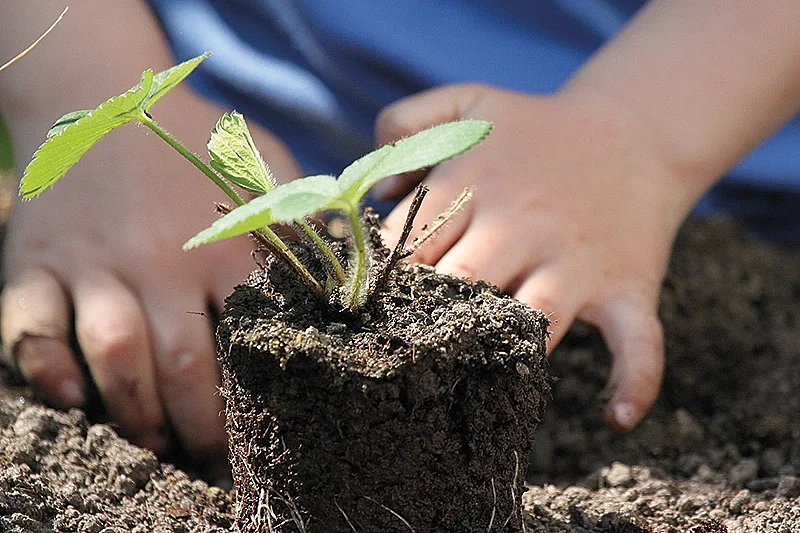 Boutures faciles Permaculture Syntropie
