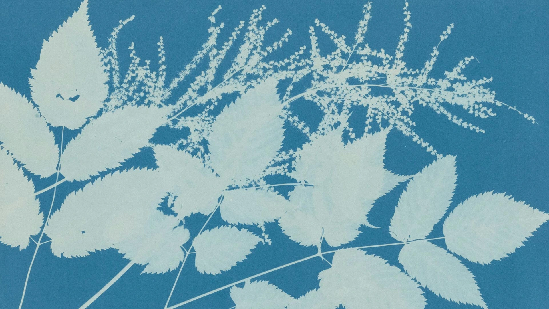 Atelier créatif : Cyanotype – Bicentenaire de la photographie