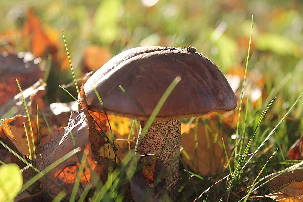 Sortie Champignons