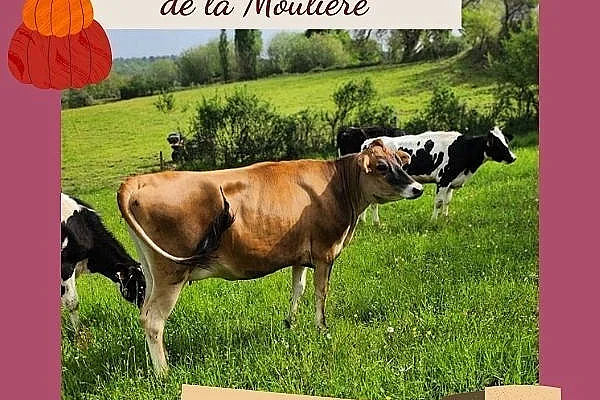 Visite de ferme : Lait gourmand de le Moulière