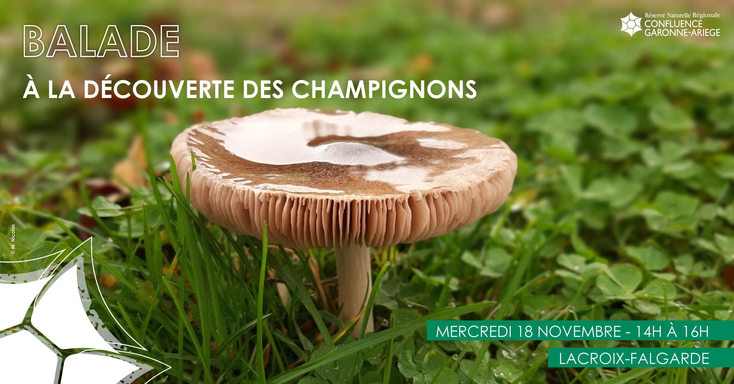 BALADE – A LA DÉCOUVERTE DES CHAMPIGNONS