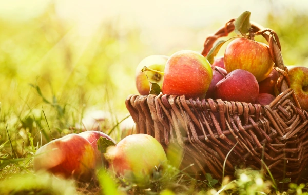 Fête de l'automne