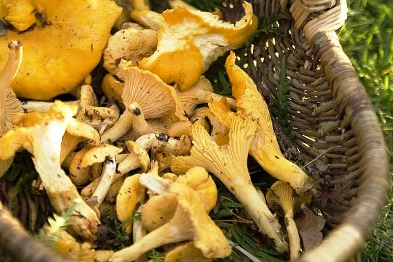 Fête du champignon
