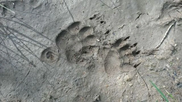 Pisteurs de la vie sauvage