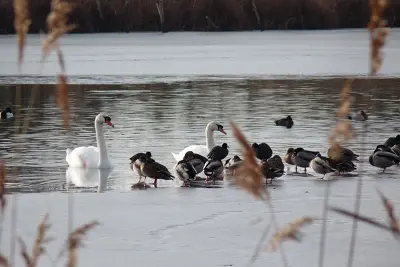 Les oiseaux hivernants de la Réserve Massé-Foucault