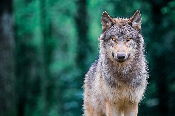 7ème rencontre du réseau Loup