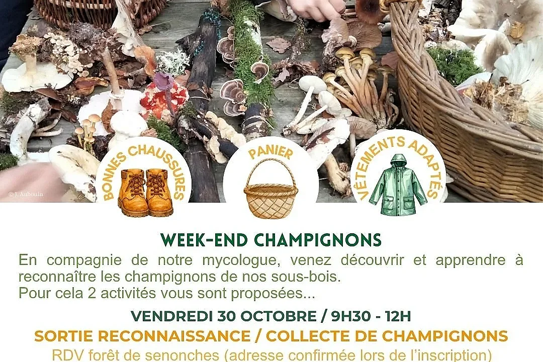 Animation nature - Exposition et identification des champignons
