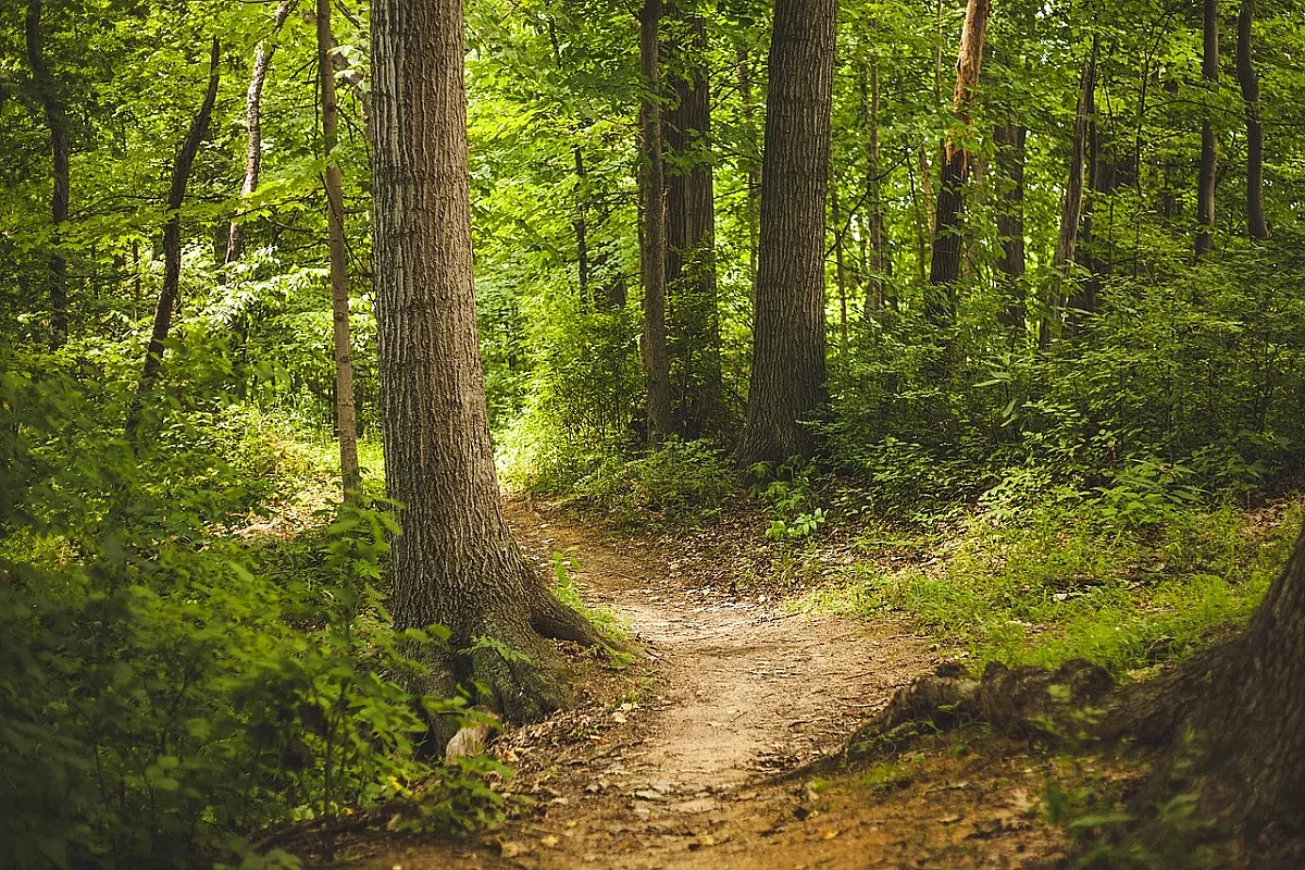 Journée des chemins