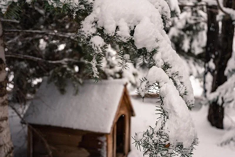Spectacle : Ils veulent de la neige