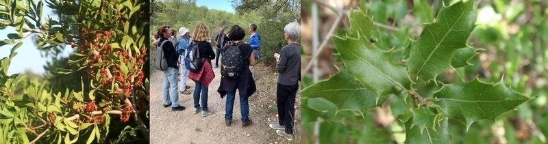 Balade botanique avec Valérie Falque, herboriste dans les hauts de Luminy 